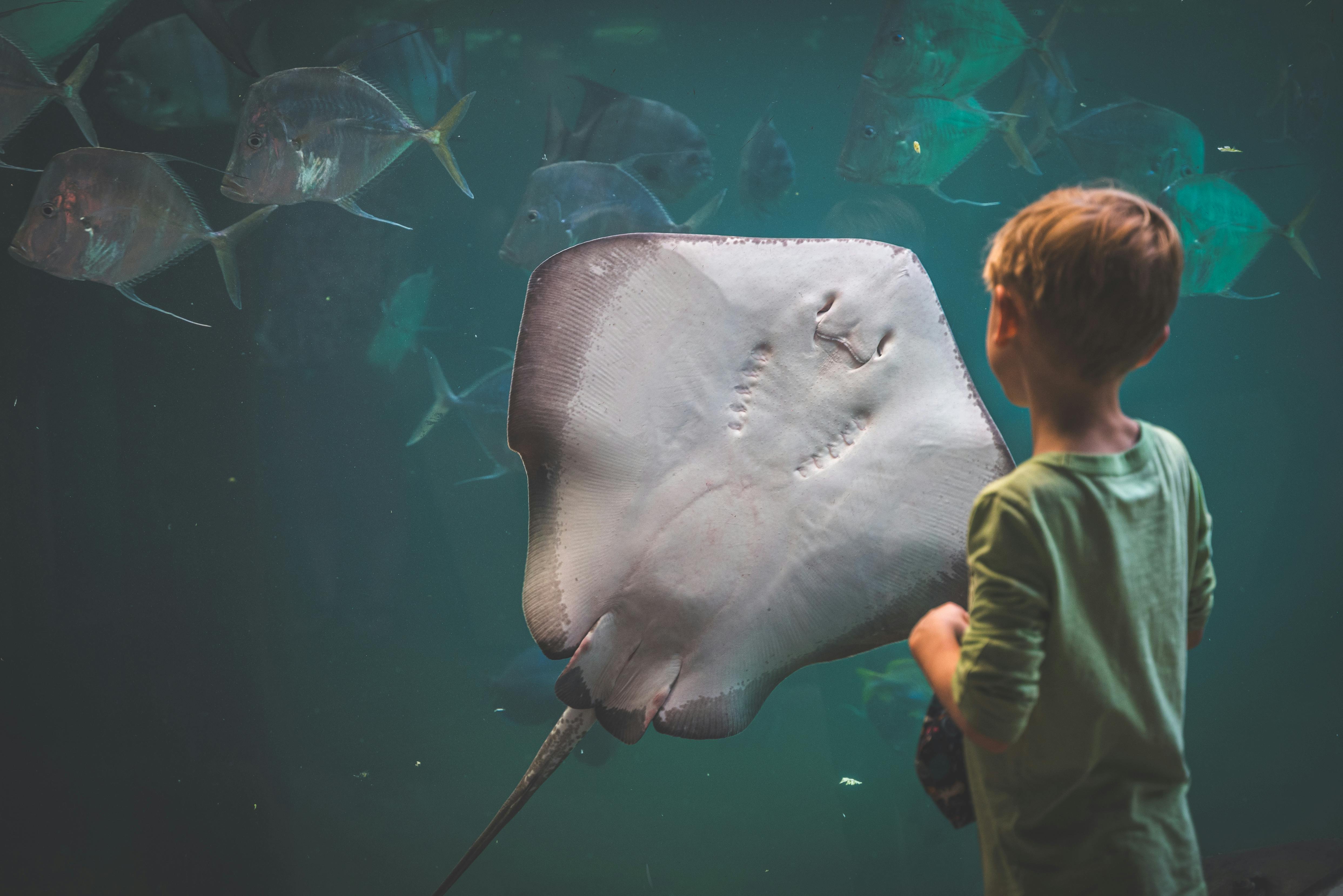 The aquarium is a favorite indoor family outing activity